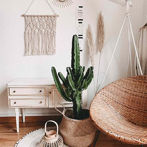 Cactus potted in a wicker basket surrounded by boho styled home accessories