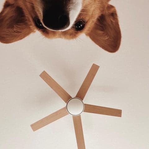 Dog with a pup-approved fan in the background