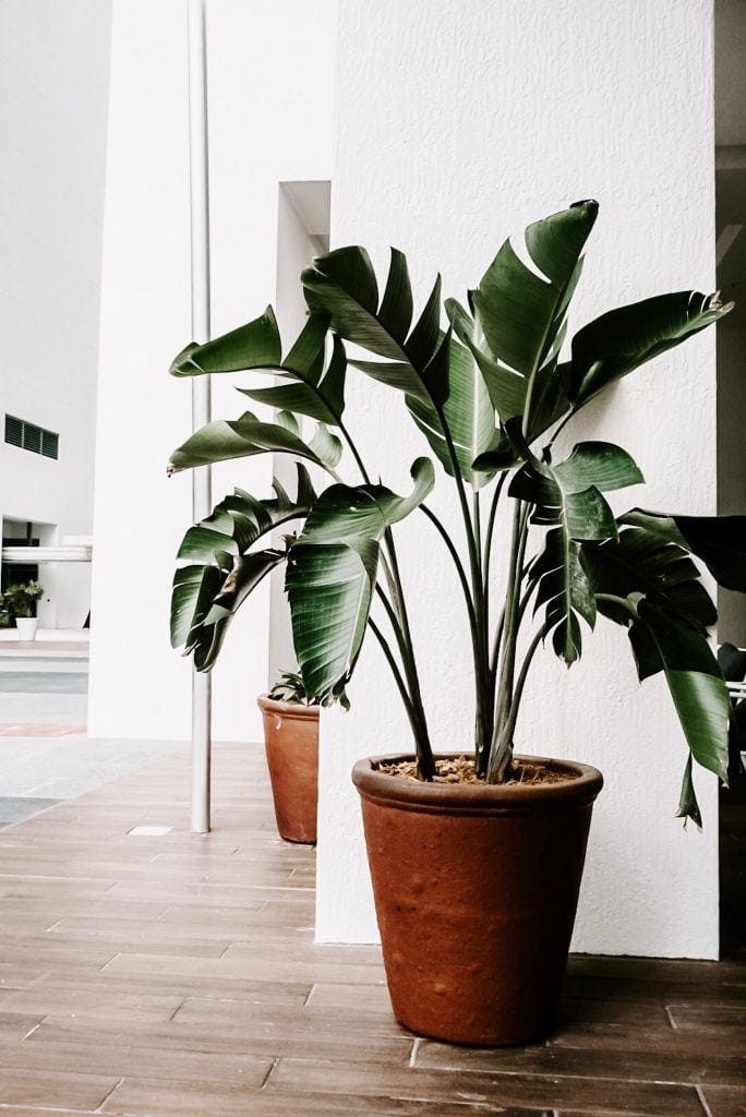 a plant in a corner