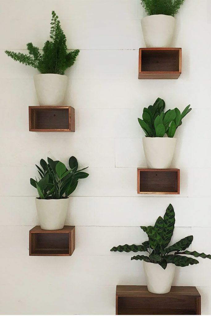 Plants on a shelf