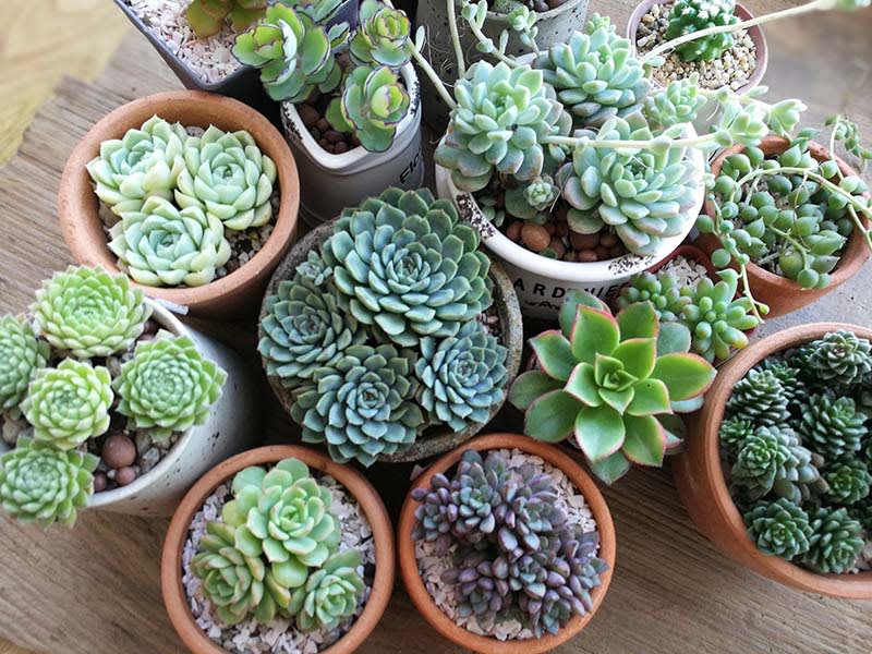 group of succulents